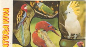 Album figurine. Natura Viva, Album non completo con 5 figurine attaccate su 288.