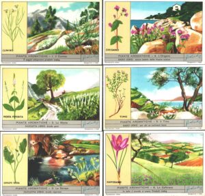 Figurine Liebig - Serie n. 1671 Completa (6 figurine) - Piante aromatiche - Edizione Italiana 1958