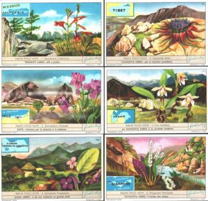 Figurine Liebig - Serie n. 1672 Completa (6 figurine) - Piante poco note - Edizione Italiana 1957