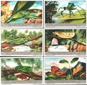 Figurine Liebig - Serie n. 1707 Completa (6 figurine) - Le cavallette - Edizione Italiana 1959