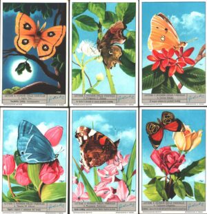 Figurine Liebig - Serie n. 1711 Completa (6 figurine) - Letter e numeri nelle farfalle - Edizione Italiana 1959