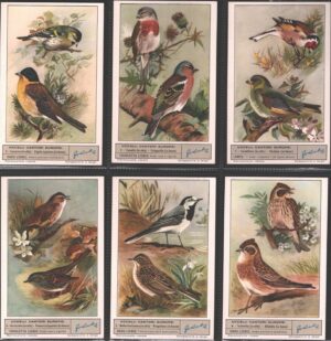 Figurine Liebig - Serie n. 1747 Completa (6 figurine) - Uccelli cantori europei - Edizione Italiana