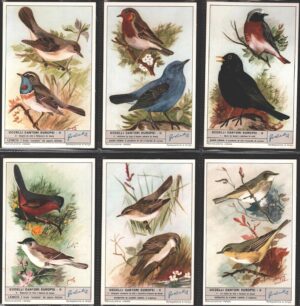 Figurine Liebig - Serie n. 1771 Completa (6 figurine) - Uccelli cantori europei II - Edizione Italiana 1961