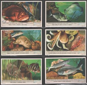 Figurine Liebig - Serie n. 1785 Completa (6 figurine) - Prede ambite del pescatore subacqueo - Edizione Italiana 1962