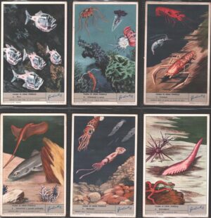 Figurine Liebig - Serie n. 1790 Completa (6 figurine) - Fauna di gran fondale - Edizione Italiana 1963