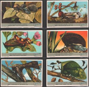 Figurine Liebig - Serie n. 1792 Completa (6 figurine) - Insetti dall'aspetto bizzarro - Membracidi - Edizione Italiana 1963