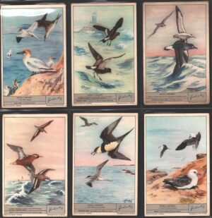 Figurine Liebig - Serie n. 1796 Completa (6 figurine) - Uccelli Oceanici - Edizione Italiana 1963