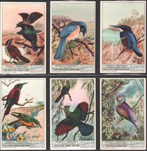 Figurine Liebig - Serie n. 1797 Completa (6 figurine) - Uccelli Tropicali - Edizione Italiana 1963