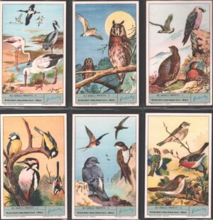 Figurine Liebig - Serie n. 1804 Completa (6 figurine) - Gli uccelli protetti - Edizione Italiana 1964