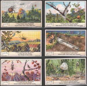 Figurine Liebig - Serie n. 1308 Completa (6 figurine) - L'arte costruttiva del ragno - Edizione Italiana 1935