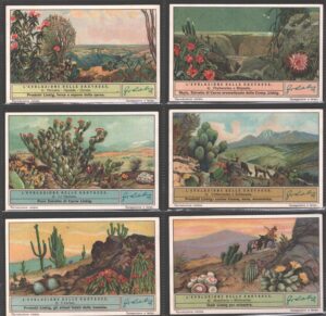 Figurine Liebig - Serie n. 1309 Completa (6 figurine) - L'Evoluzione delle Cactacee - Edizione Italiana 1935