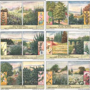 Figurine Liebig - Serie n. 1577 Completa (6 figurine) - Gezondheidsdranken - Edizione Fiamminga 1953