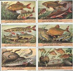 Figurine Liebig - Serie n. 1573 Completa (6 figurine) - Enkele zoetwatervissen uit onze streken - Edizione Fiamminga 1953