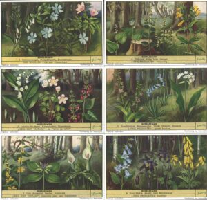 Figurine Liebig - Serie n. 1568 Completa (6 figurine) - Bosblomen - Edizione Fiamminga 1953