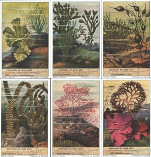 Figurine Liebig - Serie n. 1557 Completa (6 figurine) - Zeewieren op onze kust - Edizione Fiamminga 1953