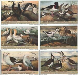 Figurine Liebig - Serie n. 1610 Completa (6 figurine) - Strand en duinvogels - Edizione Fiamminga 1954