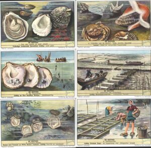 Figurine Liebig - Serie n. 1596 Completa (6 figurine) - De Oesters - Edizione Fiamminga 1954