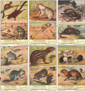 Figurine Liebig - Serie n. 1600 Completa (6 figurine) - Uitheemse Knaagdieren - Edizione Fiamminga 1954