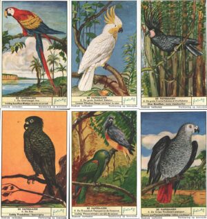 Figurine Liebig - Serie n. 1621 Completa (6 figurine) - De papegaaien - Edizione Fiamminga 1955