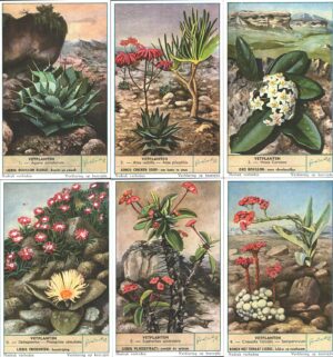 Figurine Liebig - Serie n. 1625 Completa (6 figurine) - Vetplanten - Edizione Fiamminga 1955