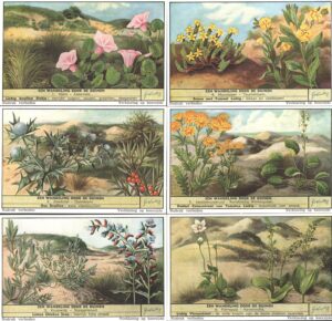 Figurine Liebig - Serie n. 1622 Completa (6 figurine) - Een wandeling door de duinen - Edizione Fiamminga 1955