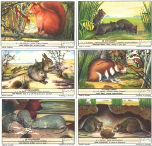 Figurine Liebig - Serie n. 1655 Completa (6 figurine) - De Knaagdieren - Edizione Fiamminga 1956