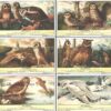 Figurine Liebig - Serie n. 1761 Completa (6 figurine) - Les Hiboux - Edizione Francese 1961