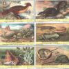 Figurine Liebig - Serie n. 1705 - Animaux Issus de la Prehistoire - Edizione Belga 1959