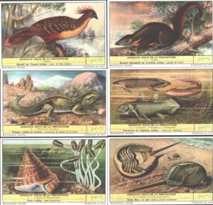 Figurine Liebig - Serie n. 1705 - Animaux Issus de la Prehistoire - Edizione Belga 1959