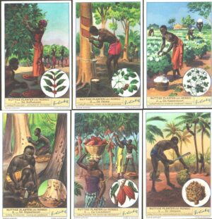 Figurine Liebig - Serie n. 1434 - Nuttige Planten van Kongo - Edizione Fiamminga 1941