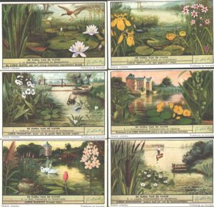 Figurine Liebig - Serie n. 1516 - De Flora van de Vijver - Edizione Fiamminga 1951