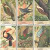 Figurine Liebig - Serie n. 1365 - Klimvogels - Edizione Fiamminga 1935