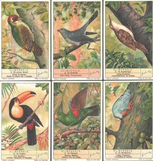 Figurine Liebig - Serie n. 1365 - Klimvogels - Edizione Fiamminga 1935