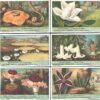 Figurine Liebig - Serie n. 1536 - Reuzenbloemen - Edizione Fiamminga 1952