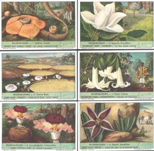Figurine Liebig - Serie n. 1536 - Reuzenbloemen - Edizione Fiamminga 1952