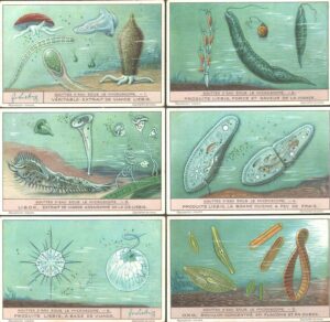 Figurine Liebig - Serie n. 1244 - Gouttes d'eau sous le Microsope - Edizione Belga 1931