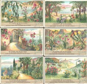 Figurine Liebig - Serie n. 1354 - La Flore de la Riviera - Edizione Francese 1937
