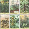 Figurine Liebig - Serie n. 1693 - Planten uit voorhistorische tijden - Edizione Belga 1940