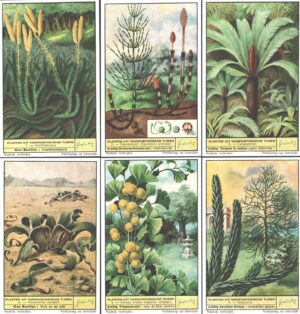Figurine Liebig - Serie n. 1693 - Planten uit voorhistorische tijden - Edizione Belga 1940