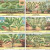 Figurine Liebig - Serie n. 1716 - Aquariumplanten - Edizione Fiamminga 1949
