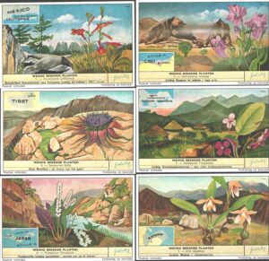 Figurine Liebig - Serie n. 1672 - Weinig bekende planten - Edizione Fiamminga 1957